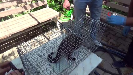 Adıyaman'da sansar sanılan gelincik ortalığı karıştırdı