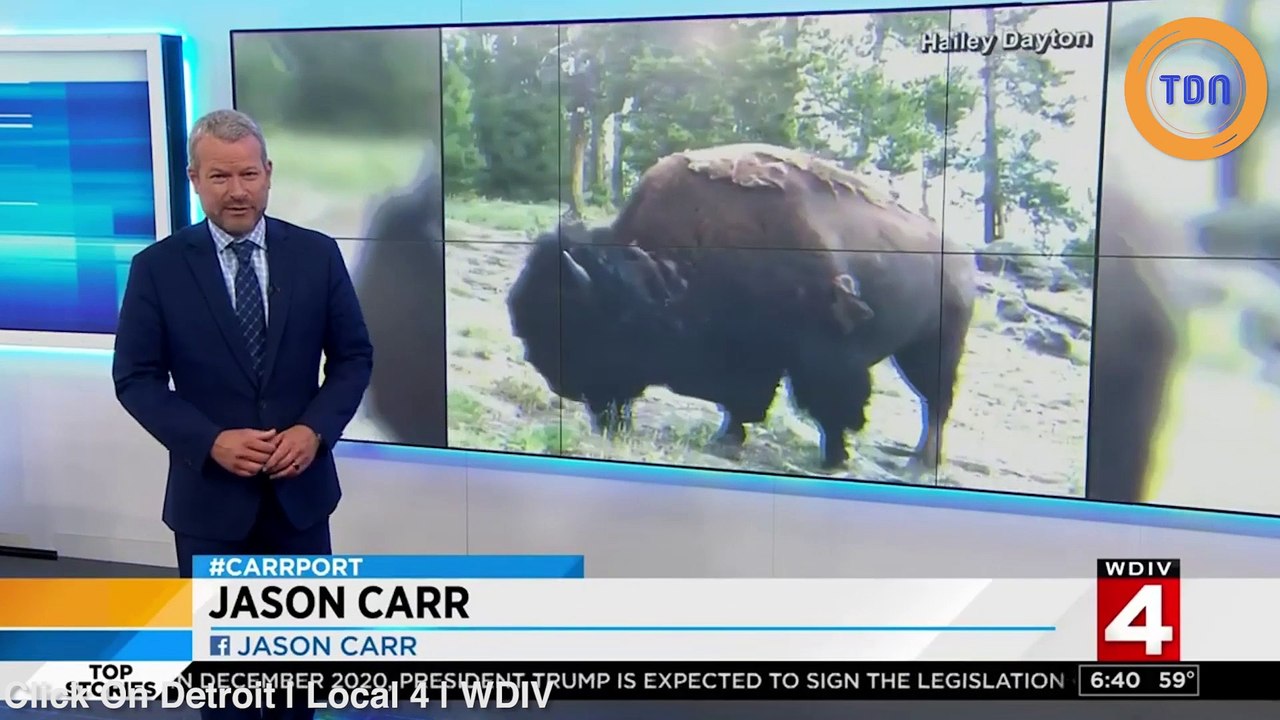 Une fillette se fait propulser violemment par un bison !