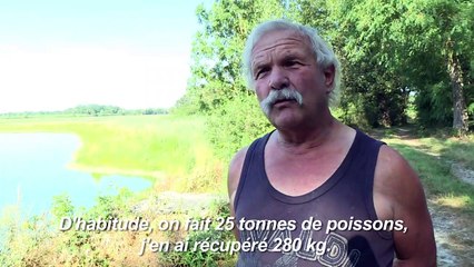 Canicule: la pisciculture de la Dombes aux abois