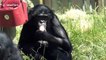 Protective bonobo mother takes care of newborn amid scorching heat at UK zoo