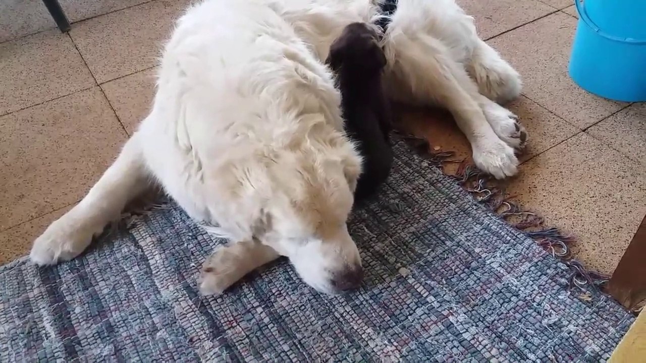 Benji et Petit Prince