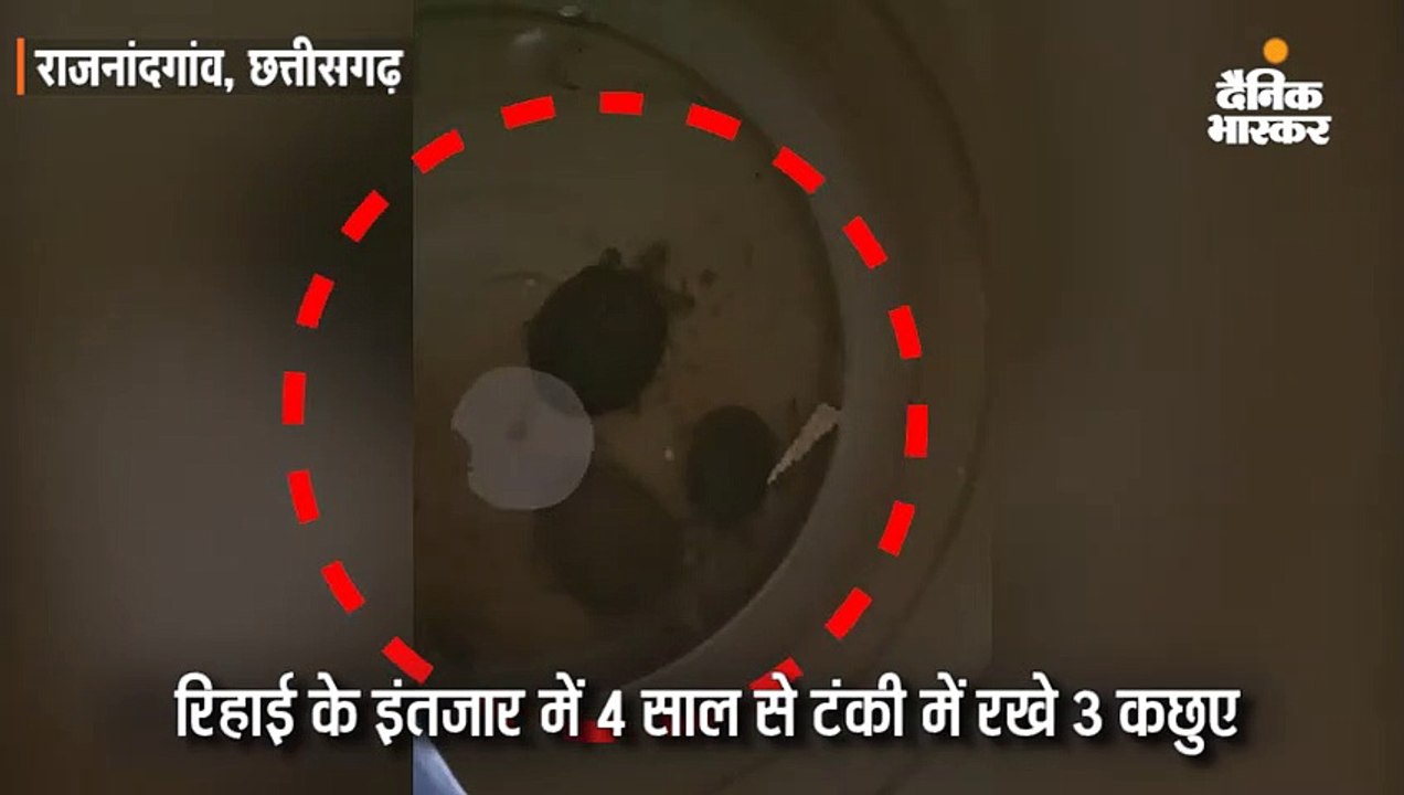 रिहाई के इंतजार में 4 साल से टंकी में रखे 3 कछुए, डिप्टी रेंजर समेत 4 कर्मचारी निगरानी करते हैं