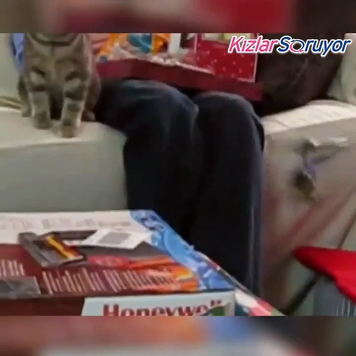 Kedilerin komik halleri derleme