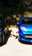 Nunca levar um carro "a espelhar" onde andem por perto cabras... furiosas!