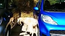 Nunca levar um carro "a espelhar" onde andem por perto cabras... furiosas!