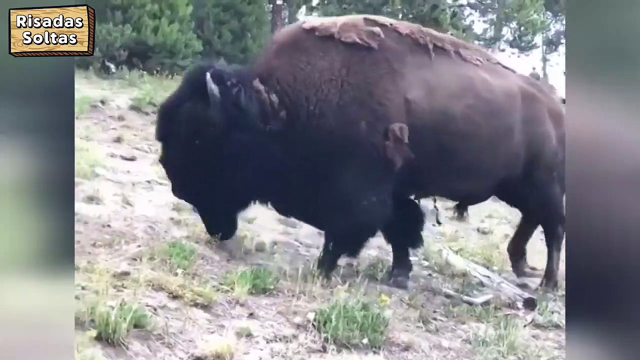 Bison shoots 9-year-old girl in the air while strolling with parents