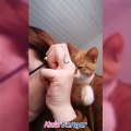Makyaj yapan sahibinin omzunda uyuyan kedi