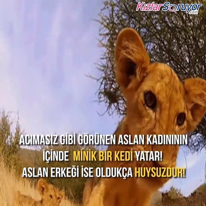 Aslan Burcunun Özellikleri!