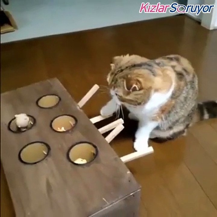 İlginç kedi oyuncağı