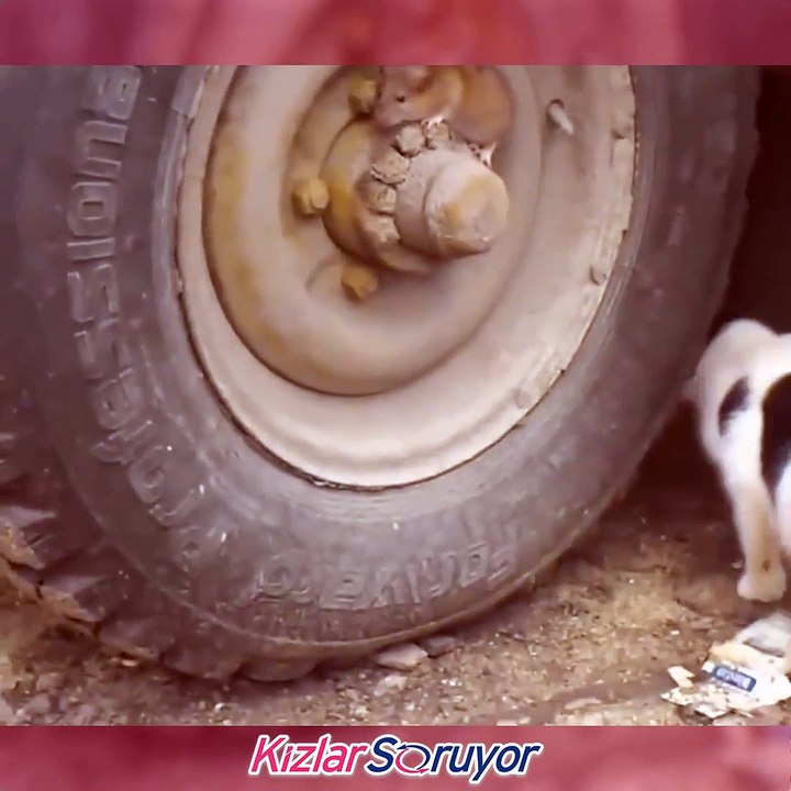 Gerçek hayattaki Tom ve Jerry