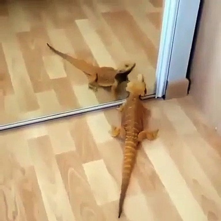 Épique ! Observez la réaction de ce bébé dragon barbu quand il voit son reflet dans un miroir