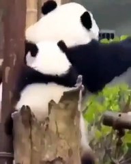 Superbe spectacle ! Admirez maman et bébé Panda qui dansent ensemble !