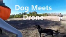 Westervelt Wisdom ,When Dog Meets Drone