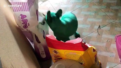 Naughty French bulldogs paint themselves GREEN after raiding food colouring from kitchen