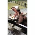 Admirez comment cet hippopotame déguste une pastèque !
