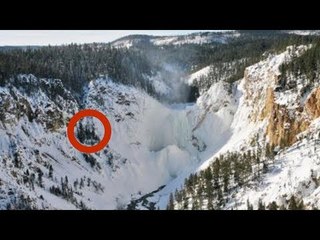 En 1995, 14 grands loups ont été relâchés. 23 ans plus tard...