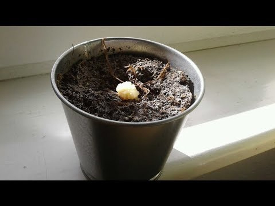 L'homme reçoit une graine de son patron. 1 an plus tard, il est sans voix.