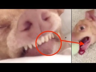 Ces 7 animaux font halluciner tout le monde sur la toile