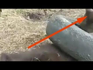 Ils trouvent un animal à l'aéroport. 3 ans plus tard, ils doivent prendre une décision difficile.