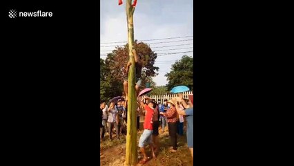 Vietnamese locals partake in hilarious banana tree climbing competition