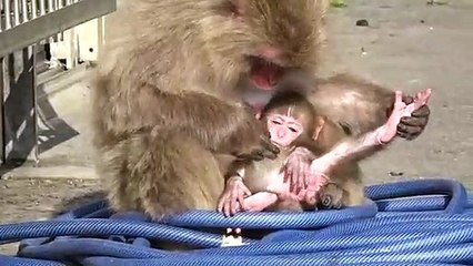 Baby Monkey New Born - Cute animal