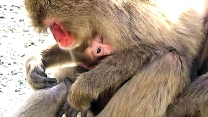 Baby Monkey New Born - Cute Animal 03