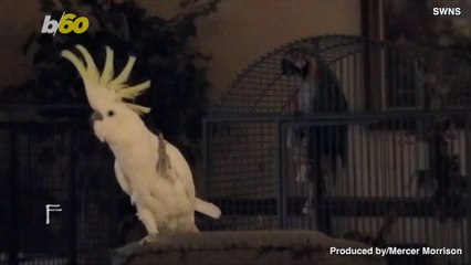 Viral Dancing Bird Movements Might Have Deeper Meaning