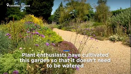 Watch: This garden is thriving in the heatwave, without any water