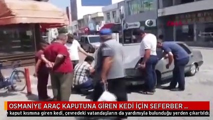 OSMANİYE ARAÇ KAPUTUNA GİREN KEDİ İÇİN SEFERBER OLDULAR