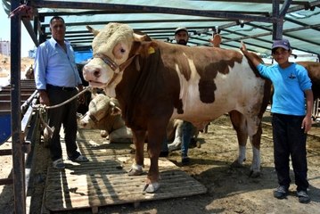 1 ton 200 kiloluk 'Paşa' isimli boğa 17 bin 500 TL'ye satıldı