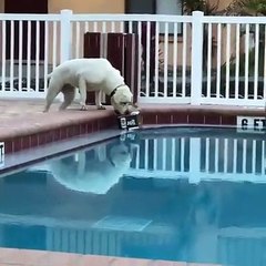 Son chien lui ramène des bières au bord de la piscine !