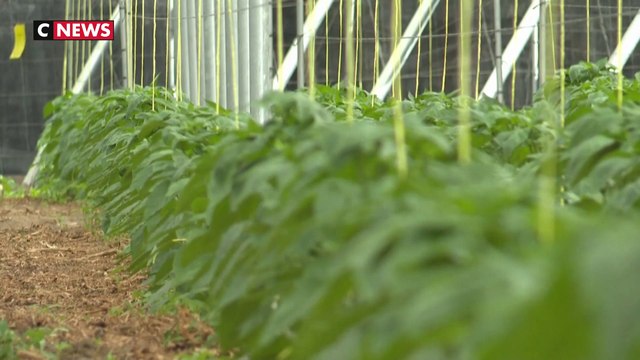 Espagne : des insectes pour remplacer les pesticides