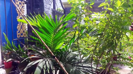 how to cook citronella chicken hot pot  eposide 1