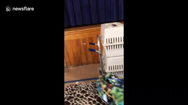 'People think I have a baby in here': Bird cries like an infant to get attention