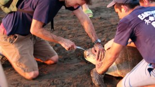 Plastic Fork Removed From Sea Turtle's Nose