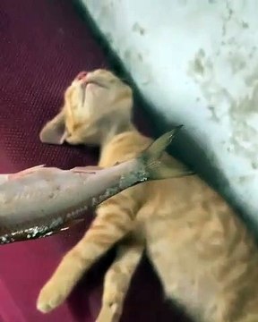 Quand on réveille un chat avec du poisson, voici ce qui arrive. Trop drôle !