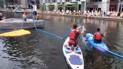 Family of ducks hold up annual race featuring their rubber counterparts in London