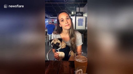 Hilarious pug and owner tilt their heads in unison when asked about 'chicken'