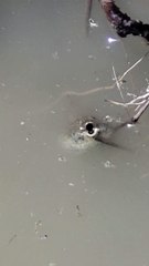 Rare Spadefoot Toad Tadpole Spotted