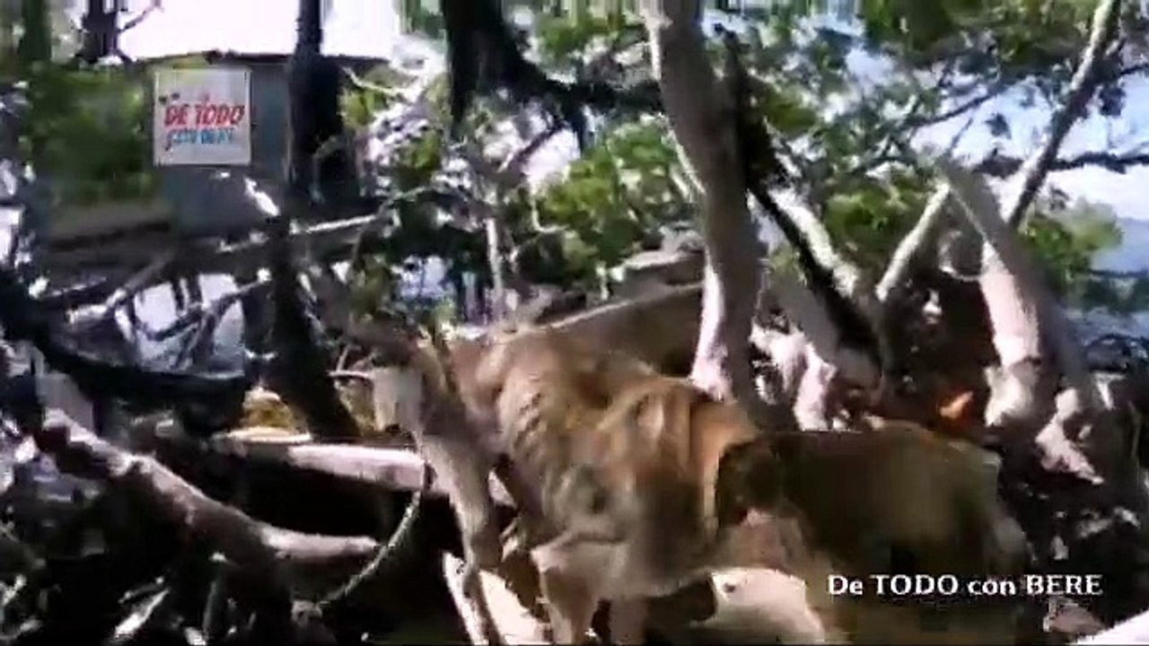 FOTOGRAFO RESCATA a un PERRO ABANDONADO en una ISLA cercana a la COSTA de BELICE