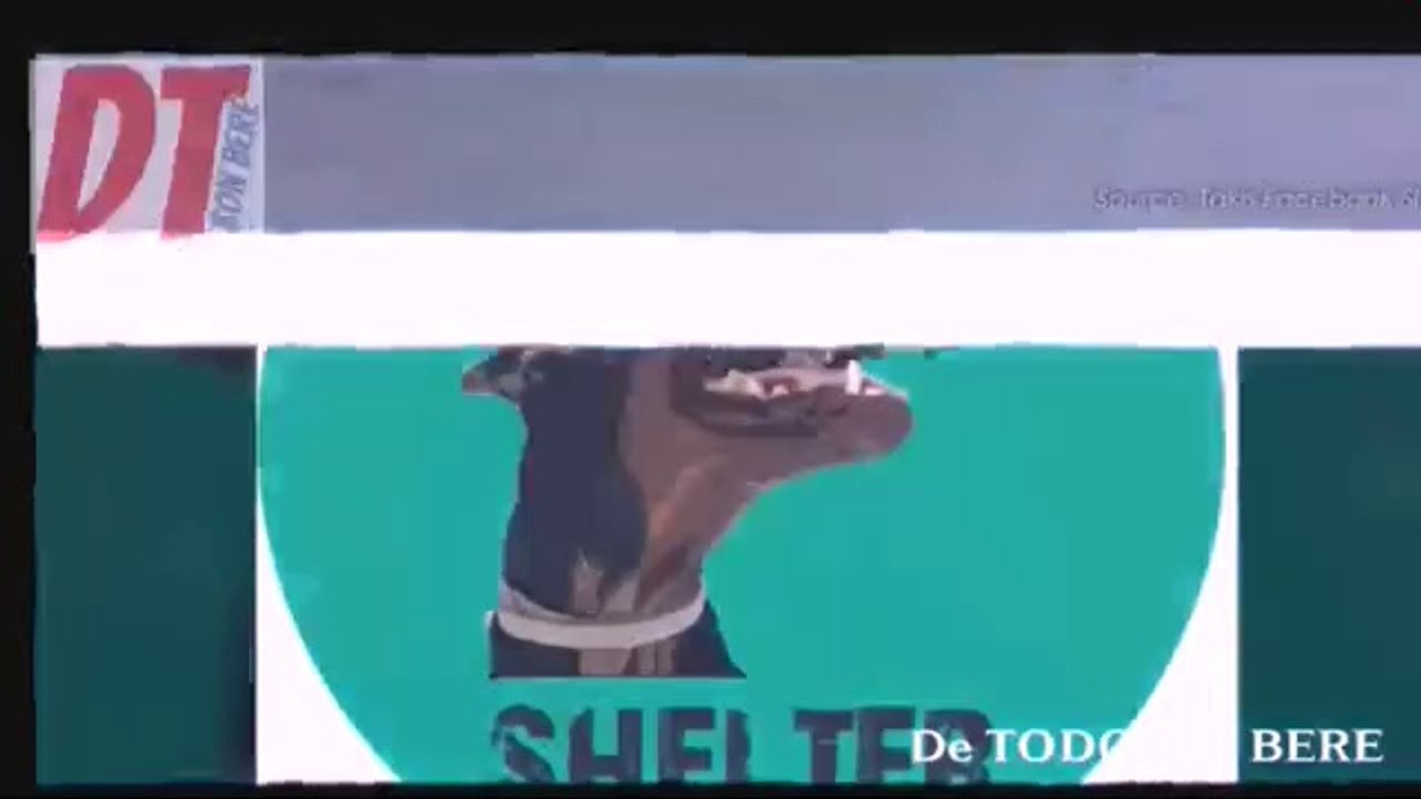 La HISTORIA de TAKIS SHELTER