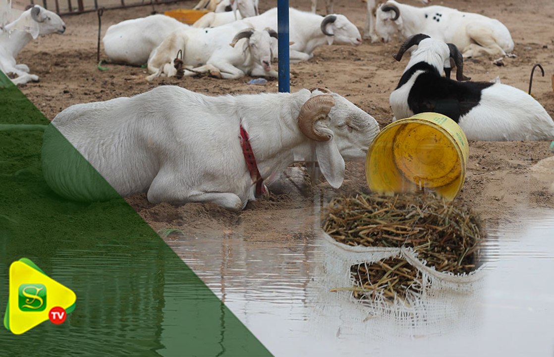 Tabaski 2019 : les vendeurs de moutons   surpris par la pluie d’hier