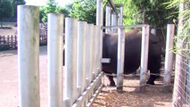 Canicule : les soigneurs de Beauval aux petits soins avec les animaux