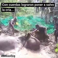 Dramático rescate de una mamá elefante que duró 48 horas enterrada en el fango