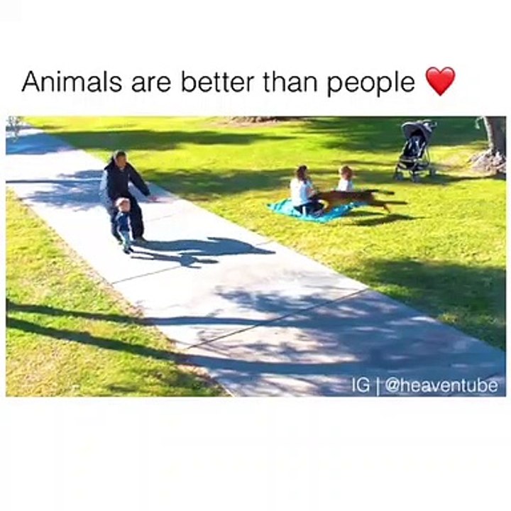 Cette vidéo des animaux les plus doux au monde va vous faire frissonner. A absolument voir !