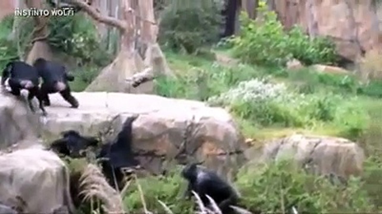 Aggressive animals