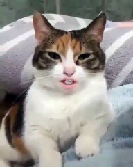 Regardez cette chatte qui fait de l'opéra. A mourir de rire !