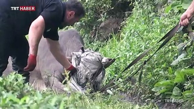 Rize'de kaçan kurbanlık zor anlar yaşattı