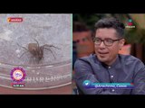 Sobre la mesa: Picaduras de insectos que pueden ser mortales | Sale el Sol