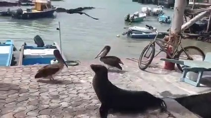 Pelicans, otaries, mouettes, ils viennent tous demander du poisson au marché... Adorable